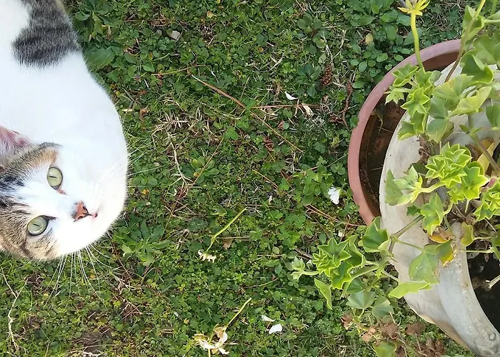 L'Albero Di AntoniaBed and Breakfast